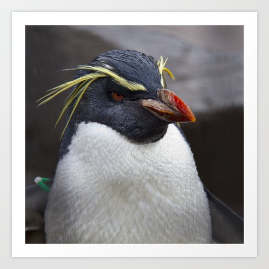Fiordland Penguin Art Print