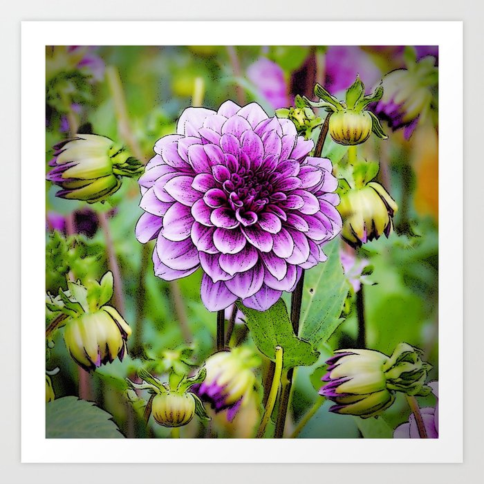 Lilac Purple Dahlia Flowers Buds Art Print By Sharlesart Society6