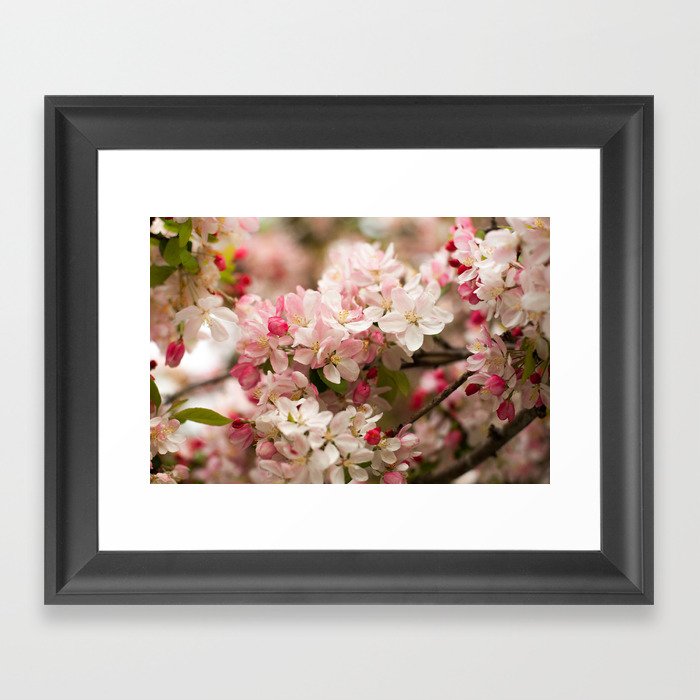 Apple Blossoms Pink Framed Art Print