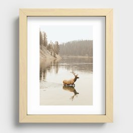 Yellowstone Elk Recessed Framed Print