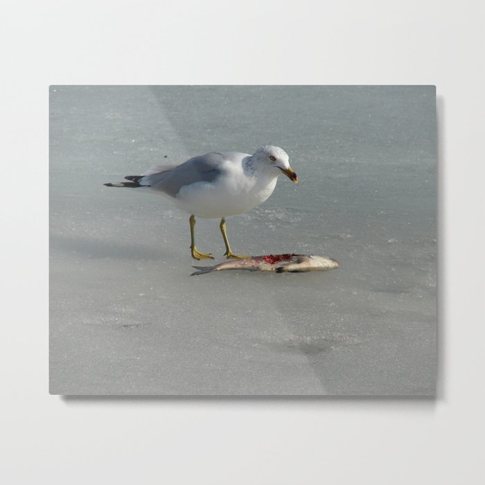 I Eat Fish, Seagull on Ice With Its Meal Metal Print