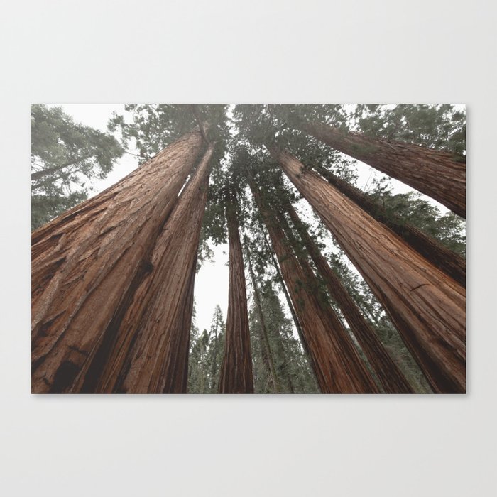 Sky Climbers - Sequoia Canvas Print
