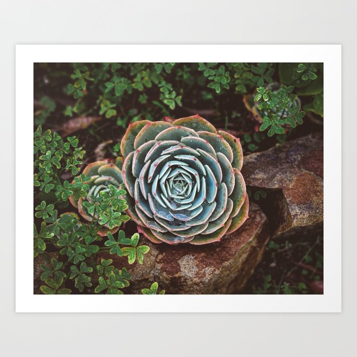 Succulents after the rain Art Print