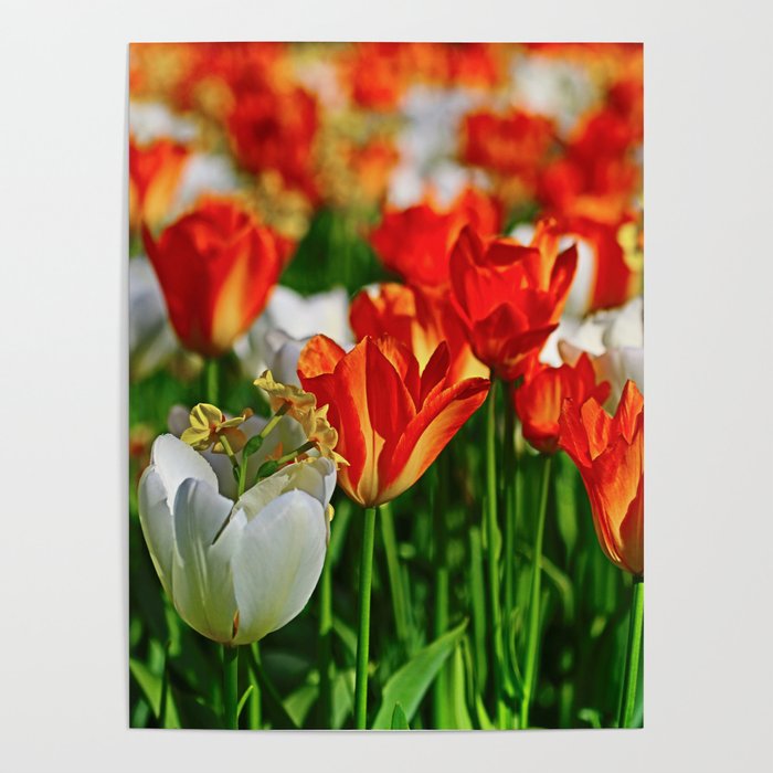 Hello Spring! Amazing Orange and White Tulips in the Springtime Poster