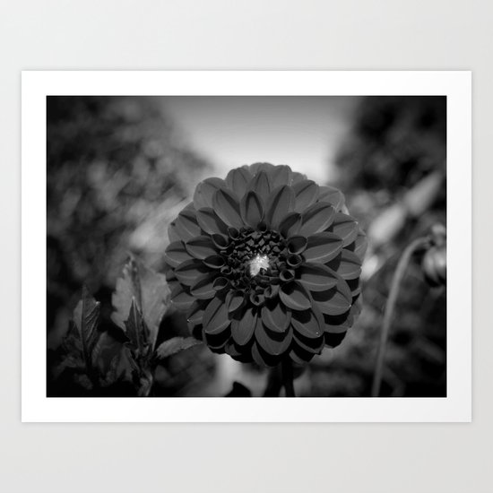 Dark Dahlia Art Print