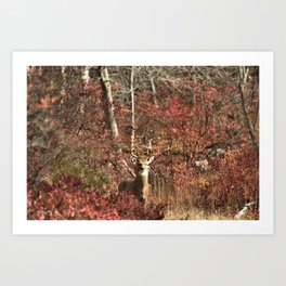 Autumn Buck Art Print