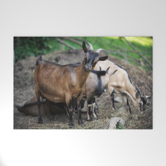 Curious Goat Facing Camera  Welcome Mat