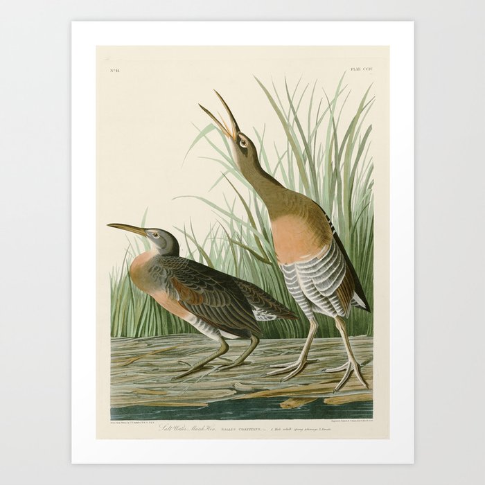Salt Water Marsh Hen - John James Audubon Birds of America Art Print