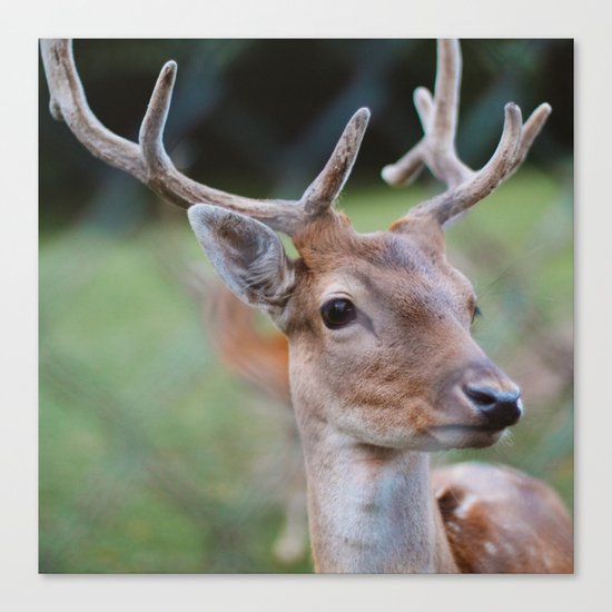 DEER Canvas Print