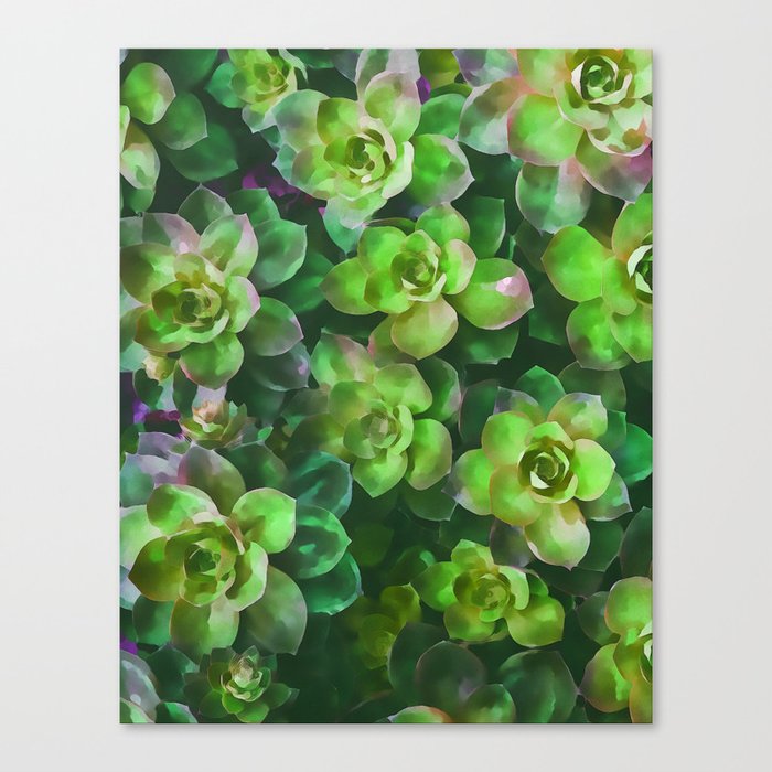Fleshy Green Succulent - Watercolor Design Canvas Print
