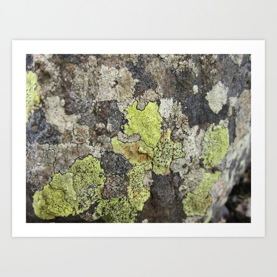Lichen Art Print