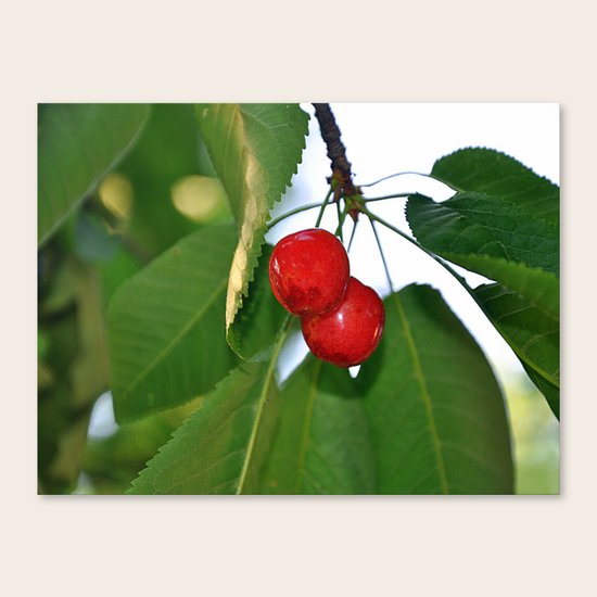 cherries Canvas Print