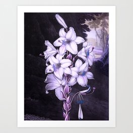 The White Lily w/ Variegated-leaves Lavender Temple of Flora Art Print