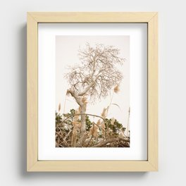 Tree on the shore of Outer Banks Recessed Framed Print