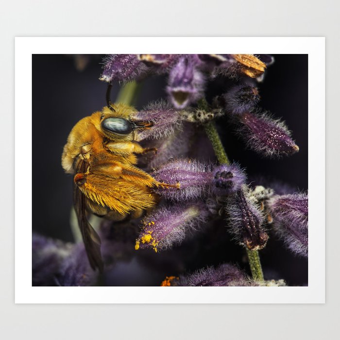 solitary longhorn bee Art Print