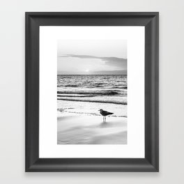Seagull on the beach | Sunset | Bird | Coast | Nature and landscape photography in black and white Framed Art Print