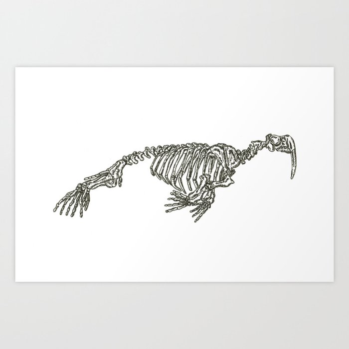 Walrus Skeleton Art Print by Michael Kurz | Society6