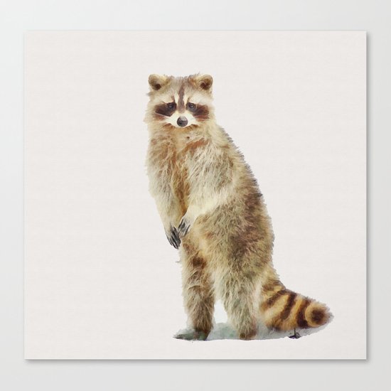 Raccoon Canvas Print