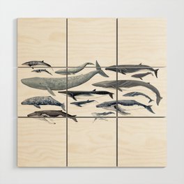 Whale diversity Wood Wall Art