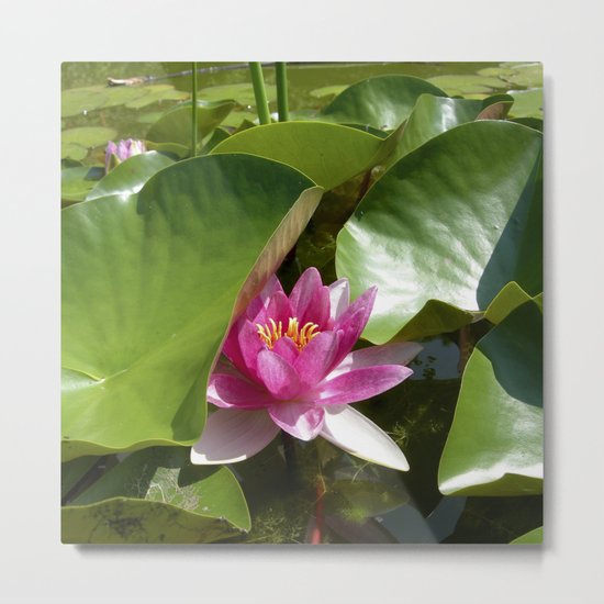 pink water lily XI Metal Print