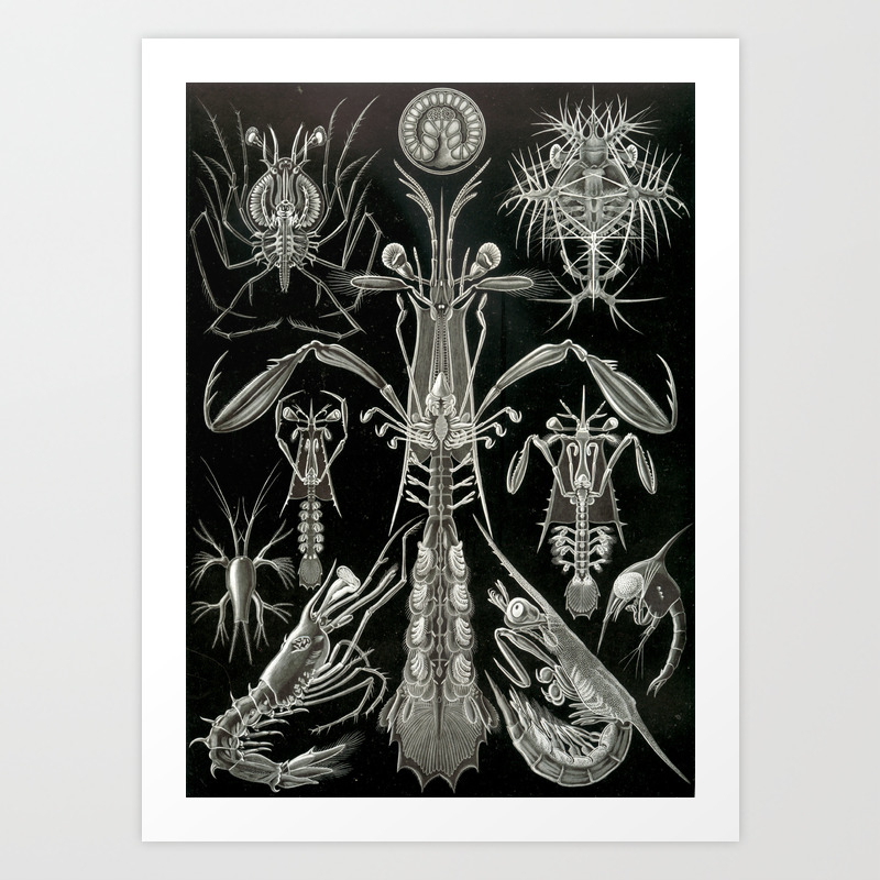 16TH PLATE ERNST HAECKEL KUNSTFORMEN DER NATUR NARCOMEDUS FRAMED PRINT B12X4271