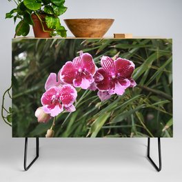 Orchids Tropical Flowers 01 Credenza