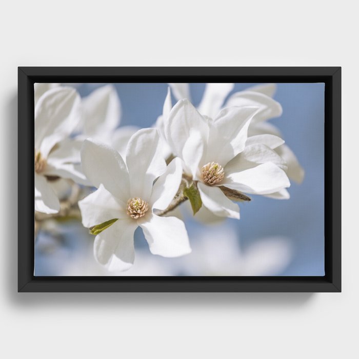 White Magnolia Framed Canvas