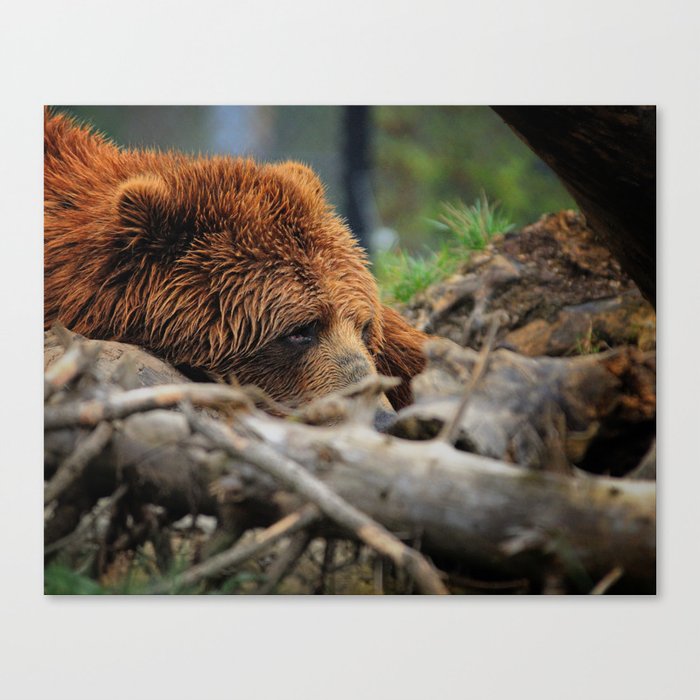Kodiak Bear Canvas Print