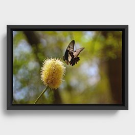 Butterfly Fraser Island Queensland Australia Framed Canvas