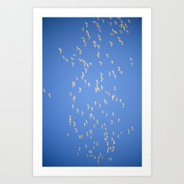 Flock of corella birds. Art Print