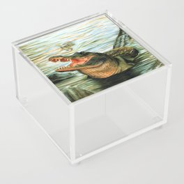 Adult Alligator Smiling Acrylic Box