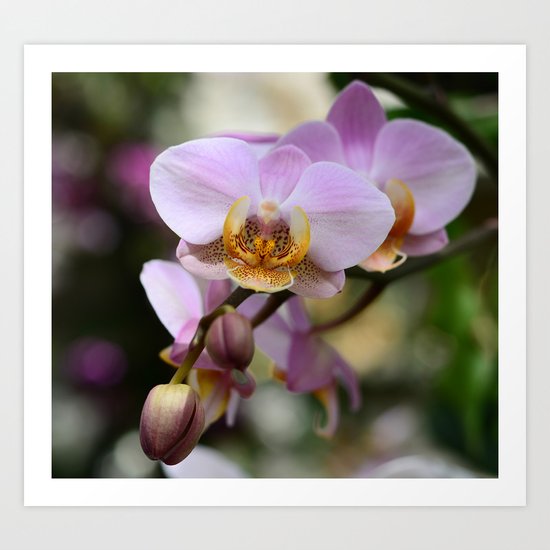 Orchids Art Print