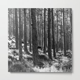 Pine Woodland in Black and White Metal Print