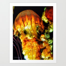 Jellyfish   Art Print