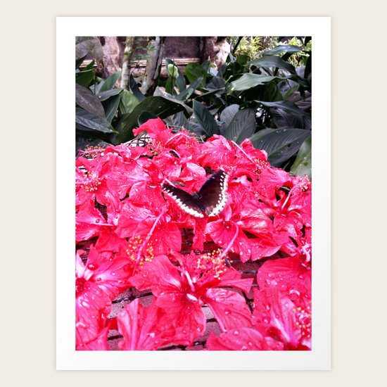 Butterfly Art Print