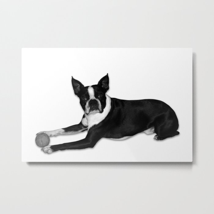 Fetch Boston Terrier B/W Metal Print