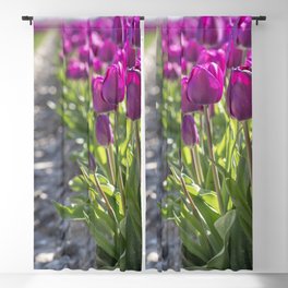 Purple tulip field in the Netherlands art print - bright flower nature and travel photography Blackout Curtain