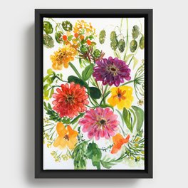 colorful zinnias Framed Canvas