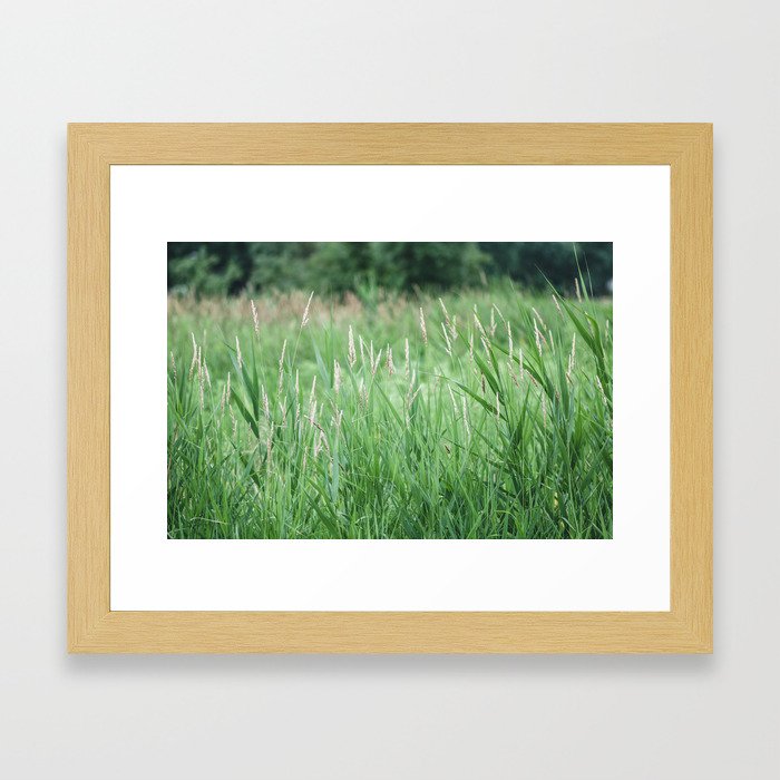 Tall grass with trees in the background Framed Art Print