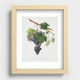 Vineyard Grape by Giorgio Gallesio (1772-1839) catalysisculture Recessed Framed Print