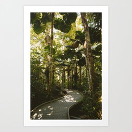Daintree Rainforest III Art Print