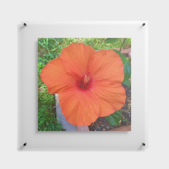 Orange Hibiscus Floating Acrylic Print