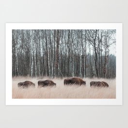 Herd of bison in tall grass | Bison savanna landscape photography Netherlands Art Print