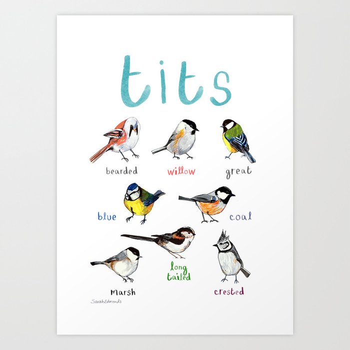 Tits Illustration Art Print by Sarah Edmonds Illustration