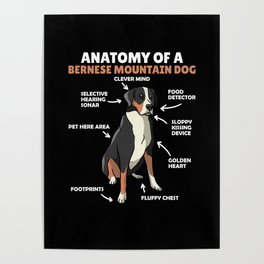Anatomy Of A Bernese Mountain Dog Cute Dogs Puppy Poster