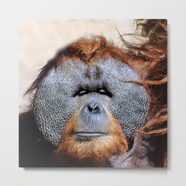 Orangutan Ape Face Portrait Closeup Metal Print
