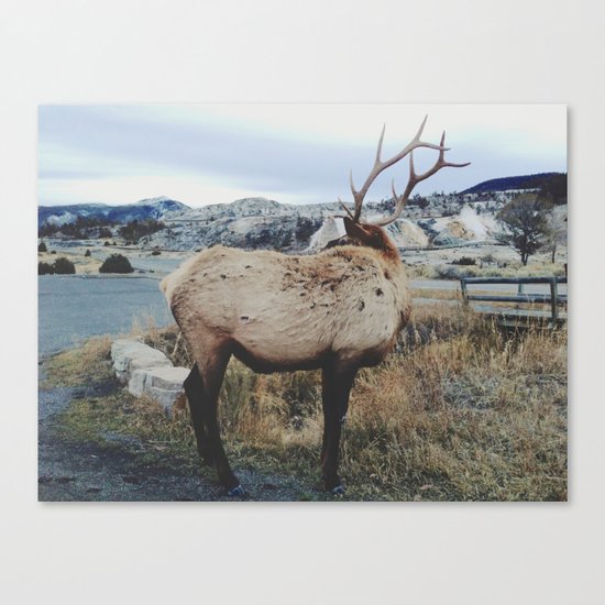Mammoth Elk Canvas Print