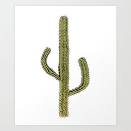 Cactus Caryophyllales spiny plant Cacti desert thorny arid Art Print | Disjunct, Cacti, Flower, Nature, Alphabet, Rubbereraser, Saguaro, Painting, Inflatable, Terrestrialplant 