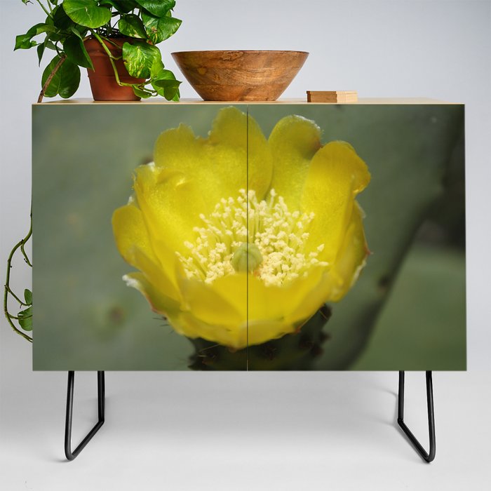Yellow Cactus Pear Flower Close Up Photography Credenza