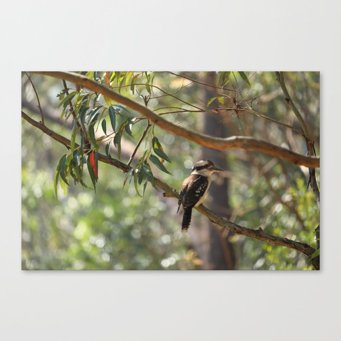 Kookaburra sitting in a gum tree Canvas Print